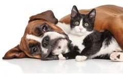 Cohabitation entre chien et chat