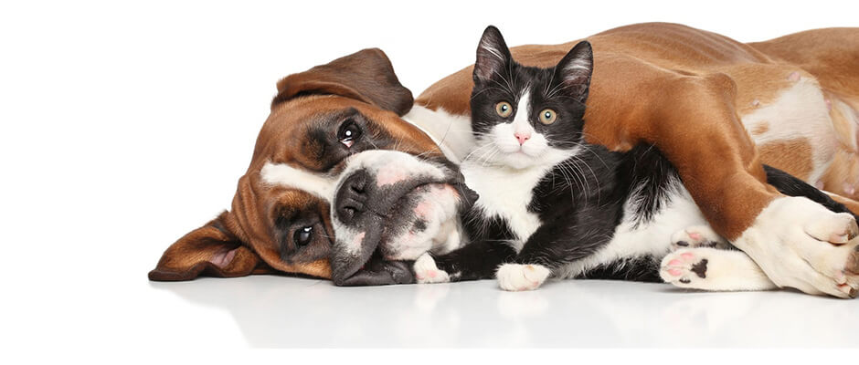 Cohabitation entre chien et chat
