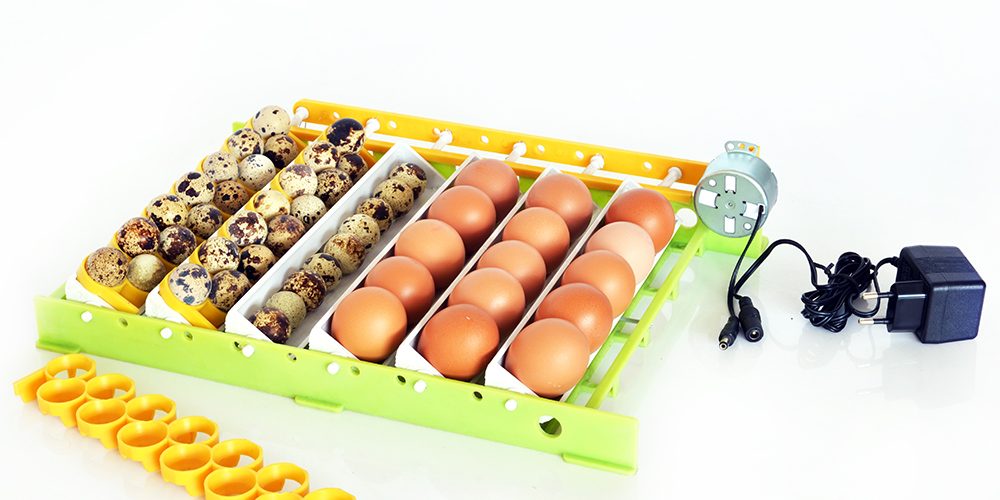 Comment mettre des œufs à couver ?