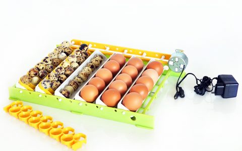 Comment mettre des œufs à couver ?