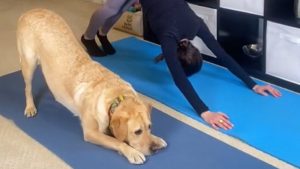 Comment faire un cours de yoga avec son chien